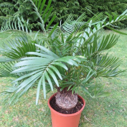 Zamia floridana