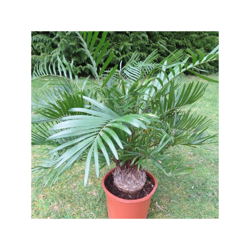 Zamia floridana