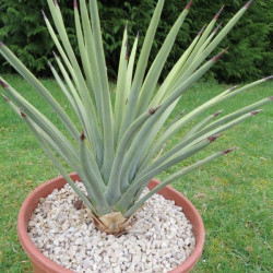 Yucca brevifolia