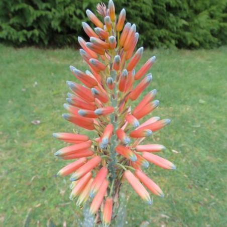 Aloe microstigma