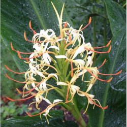 Hedychium yunnanense