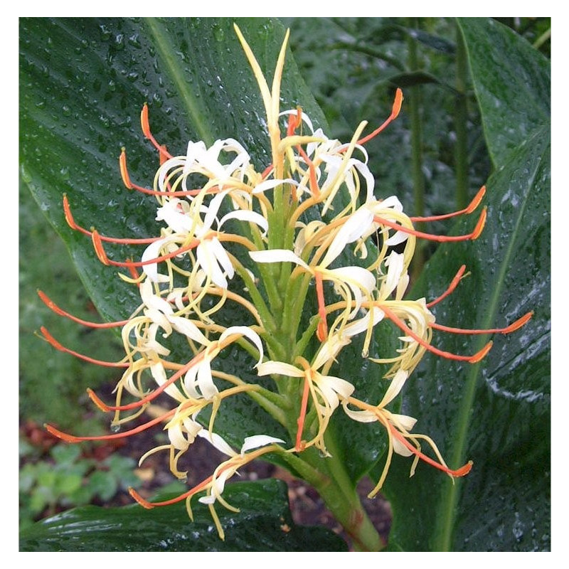 Hedychium yunnanense