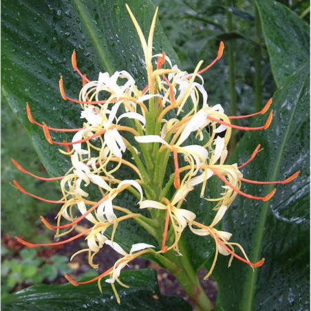 Hedychium yunnanense