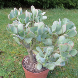 Crassula blue jade