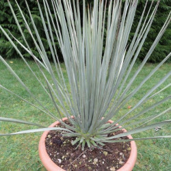 Yucca glauca