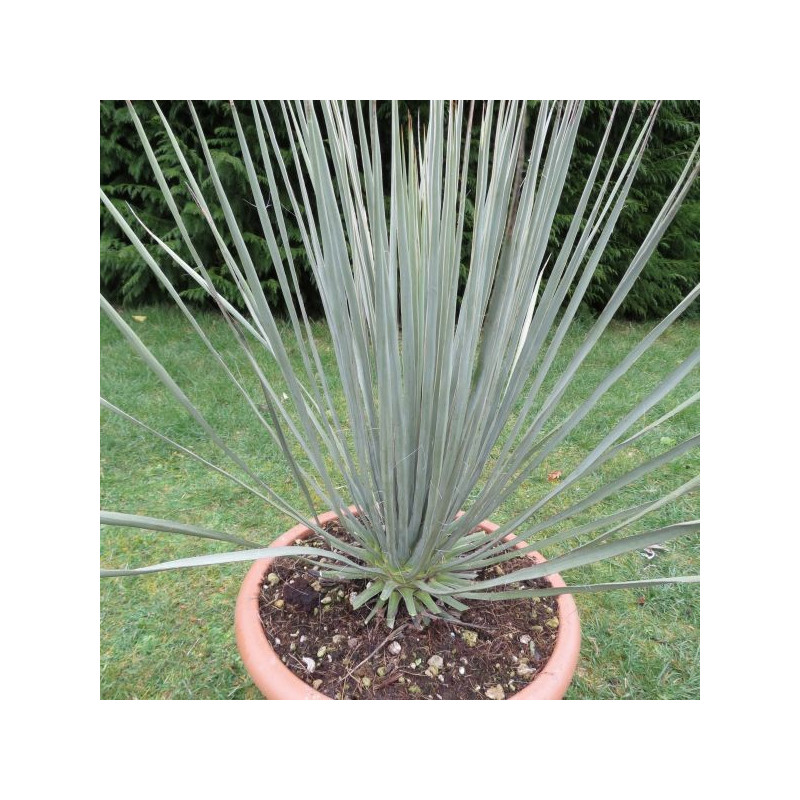 Yucca glauca