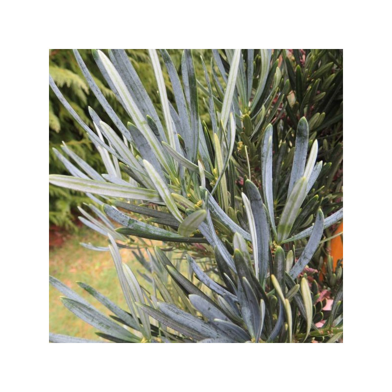 Podocarpus coraiana Podocarpus coraiana