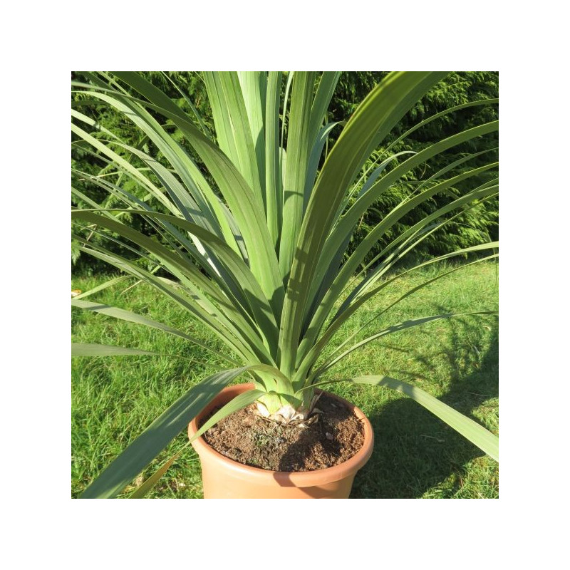 Nolina longifolia 10 l