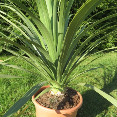 Nolina longifolia 10 l