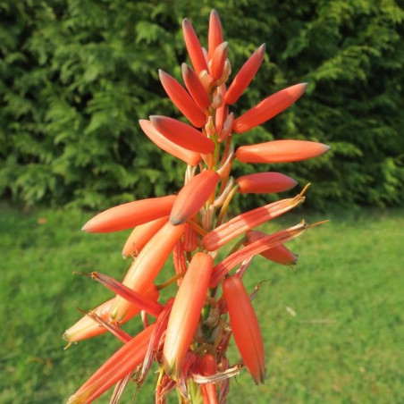 Aloe x spinosissima