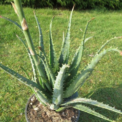 Aloe x spinosissima