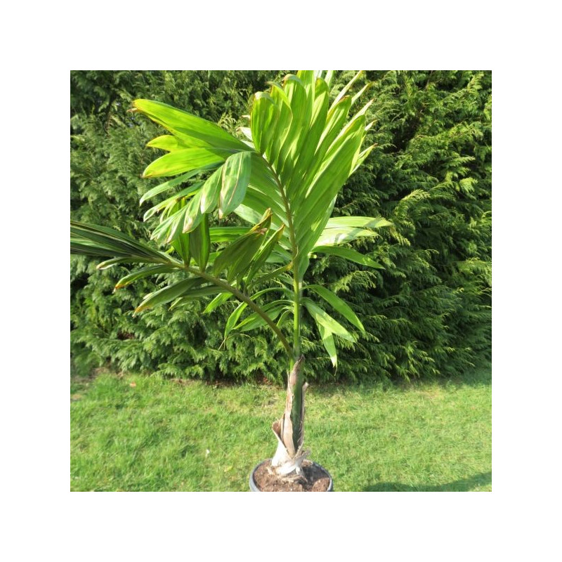 Chambeyronia macrocarpa Chambeyronia macrocarpa