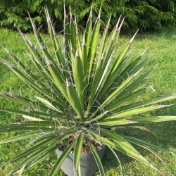 Yucca filifera