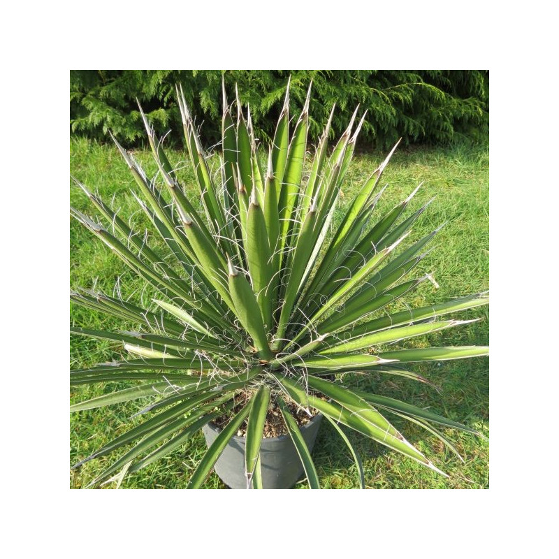 Yucca filifera