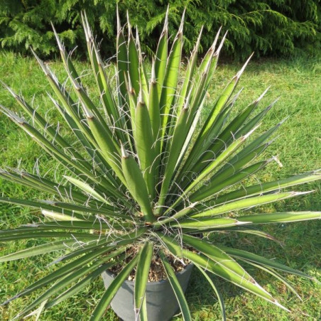 Yucca filifera 4 l (production)