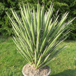 Yucca filifera