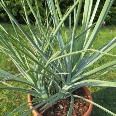 Yucca peninsularis