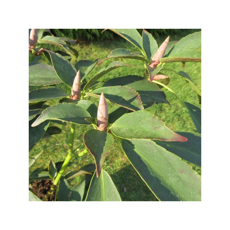 Trochodendron aralioides