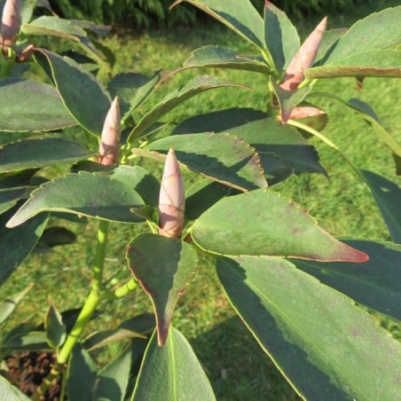 Trochodendron aralioides