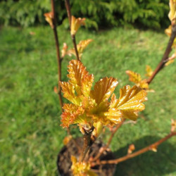 Physocarpus amber jubilee®