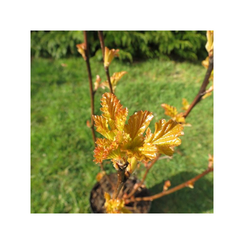 Physocarpus amber jubilee®