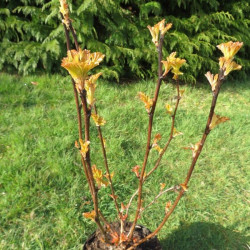 Physocarpus amber jubilee®