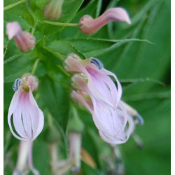 Lobelia bridgesii