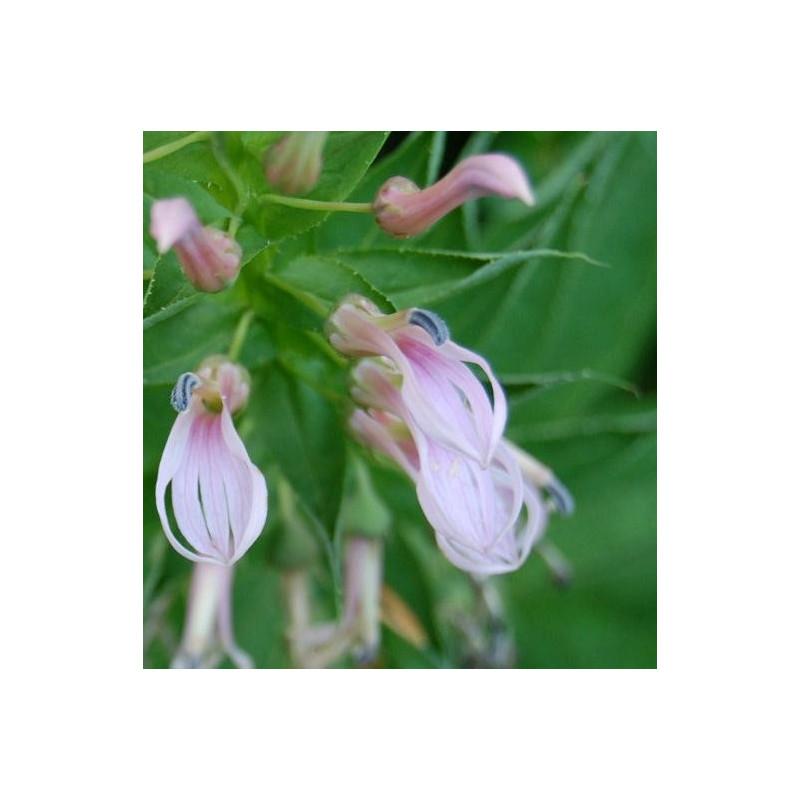 Lobelia bridgesii