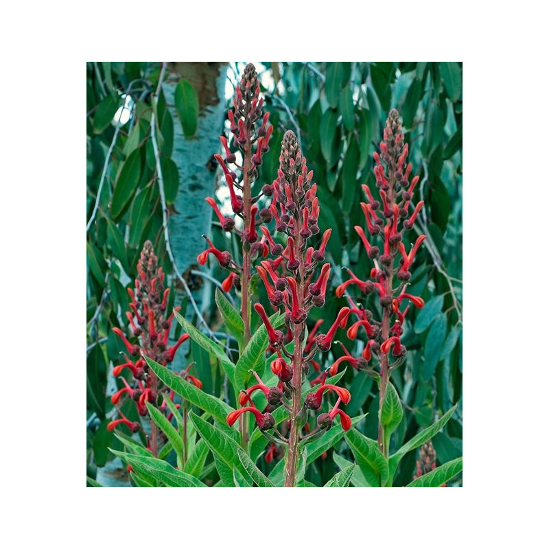 Lobelia tupa