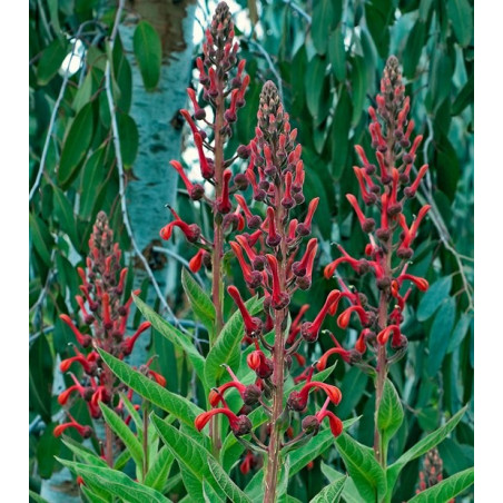 Lobelia tupa