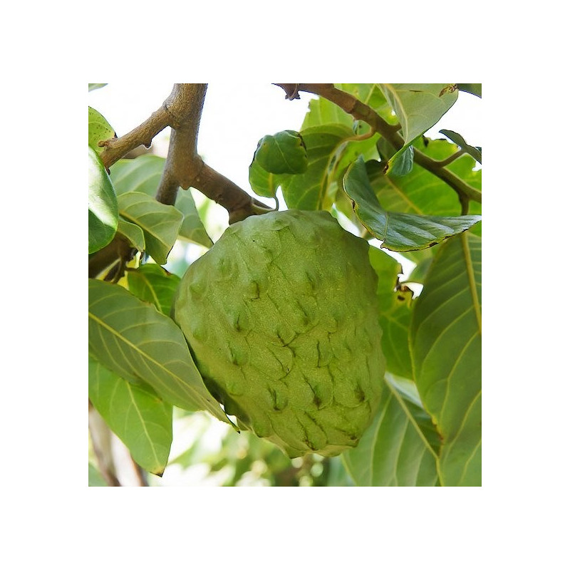 Annoma cherimola Annoma cherimola