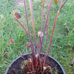 Osmunda regalis purpurescens