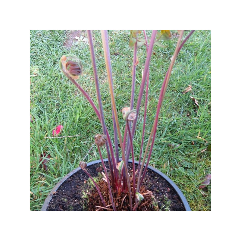 Osmunda regalis purpurescens