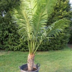 Cycas rumphii 25 l