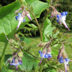 Trachystemon orientalis