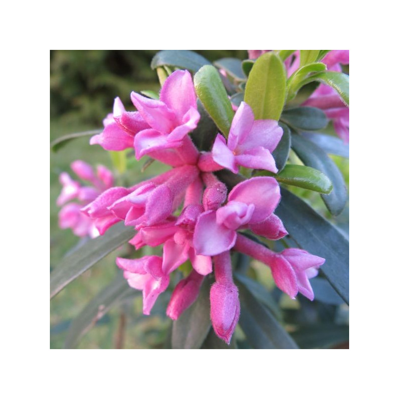 Daphne pink fragrance®