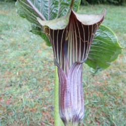 Arisaema propinquum