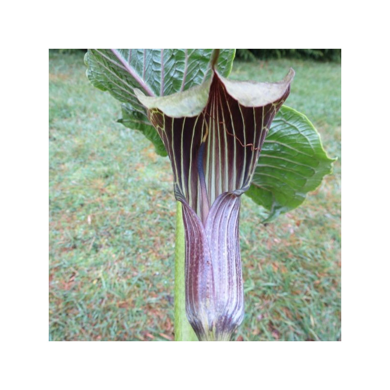 Arisaema propinquum