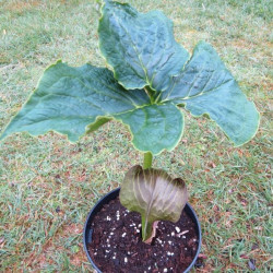 Arisaema propinquum 