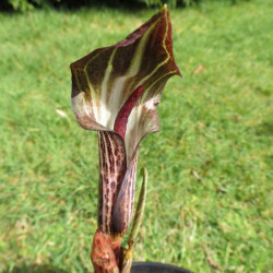 Arisaema nepenthioides