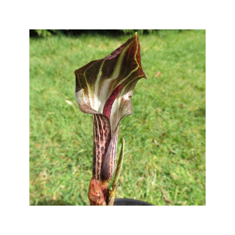 Arisaema nepenthioides