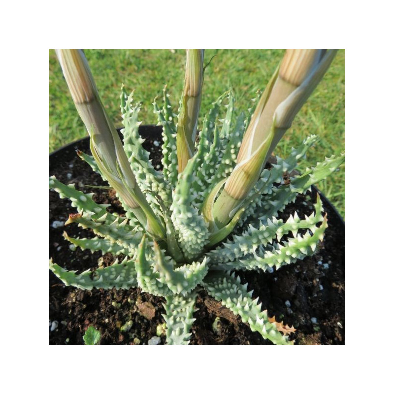 Aloe x humilis