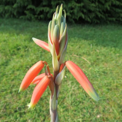 Aloe x humilis