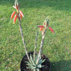 Aloe x humilis