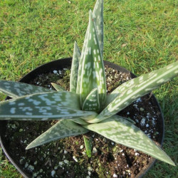 Aloe variegata