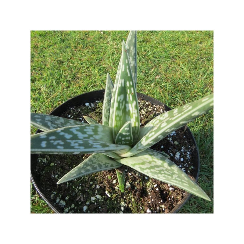 Aloe variegata