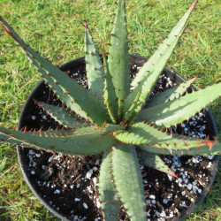 Aloe broomii