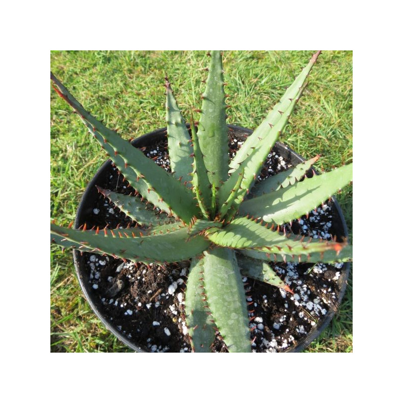 Aloe broomii