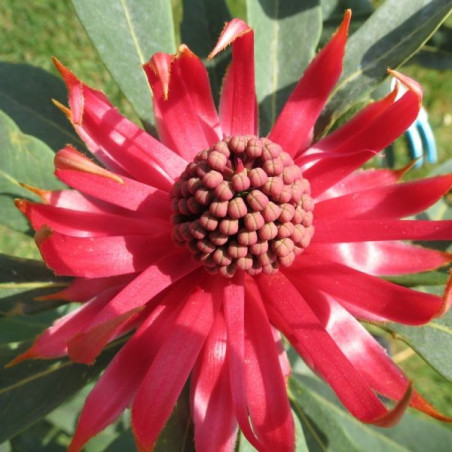 Telopea speciosissima x oreades 'Braidwood brilliant'