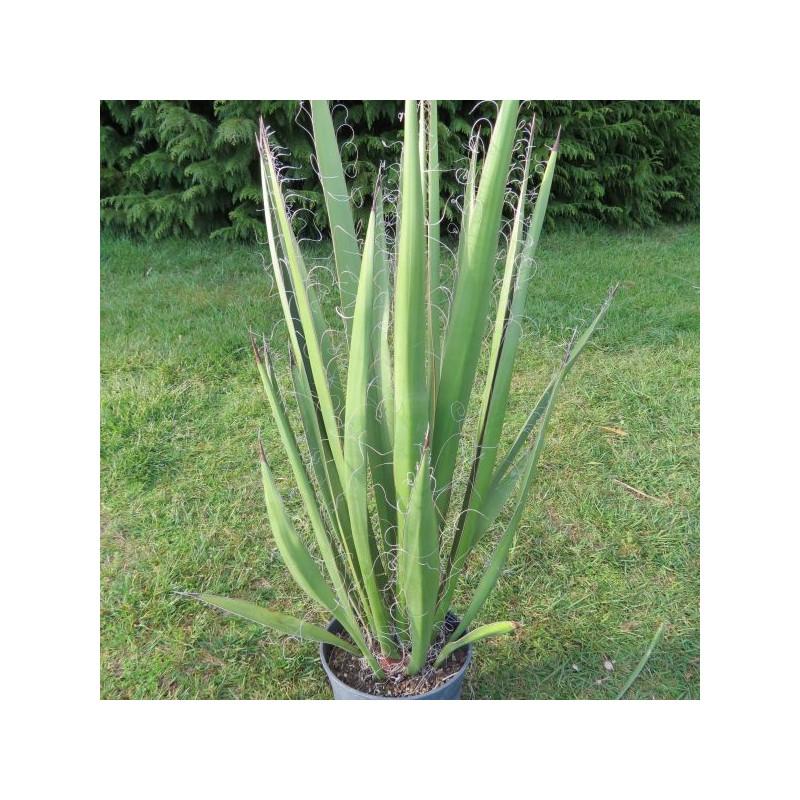 Yucca faxoniana 